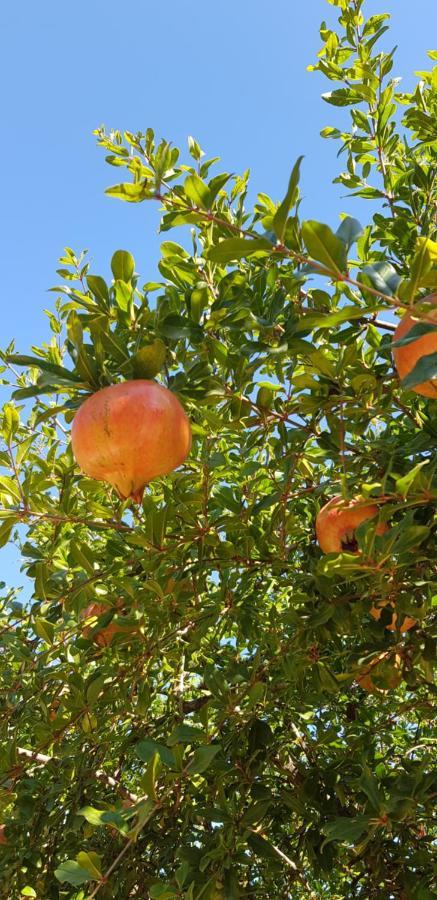 Finca Sa Cova De Mallorca 센세예스 외부 사진