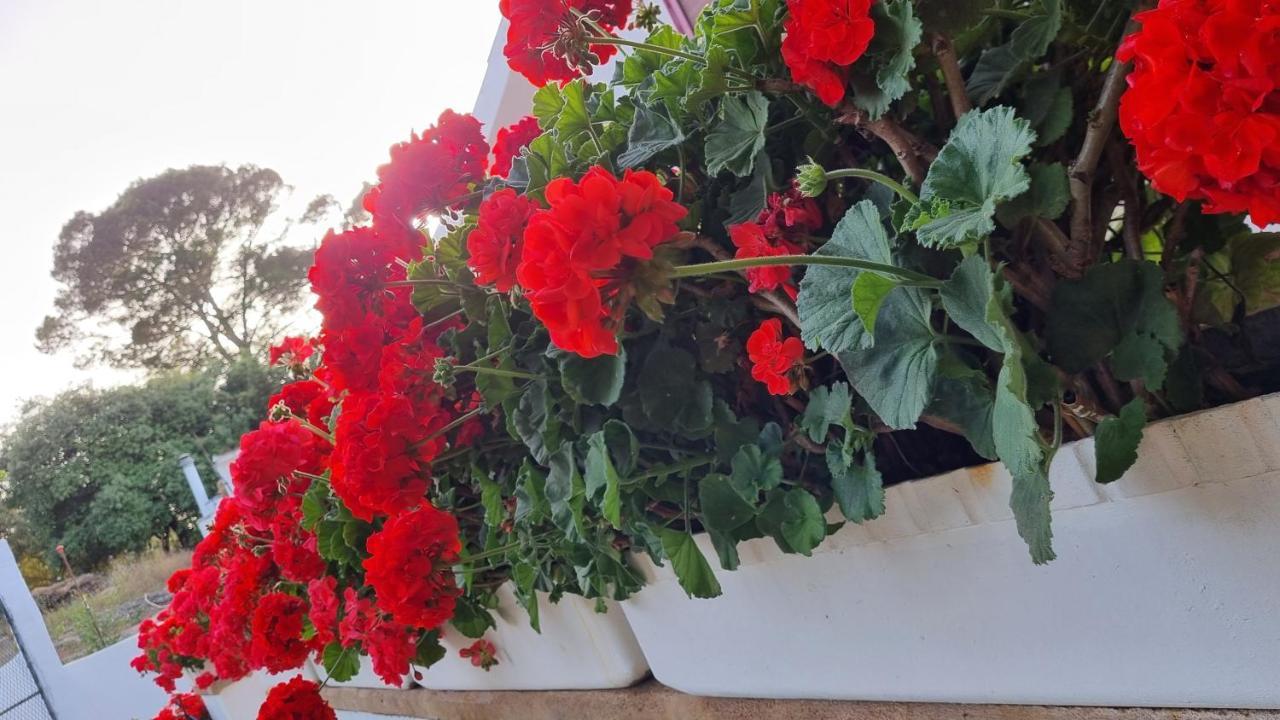 Finca Sa Cova De Mallorca 센세예스 외부 사진