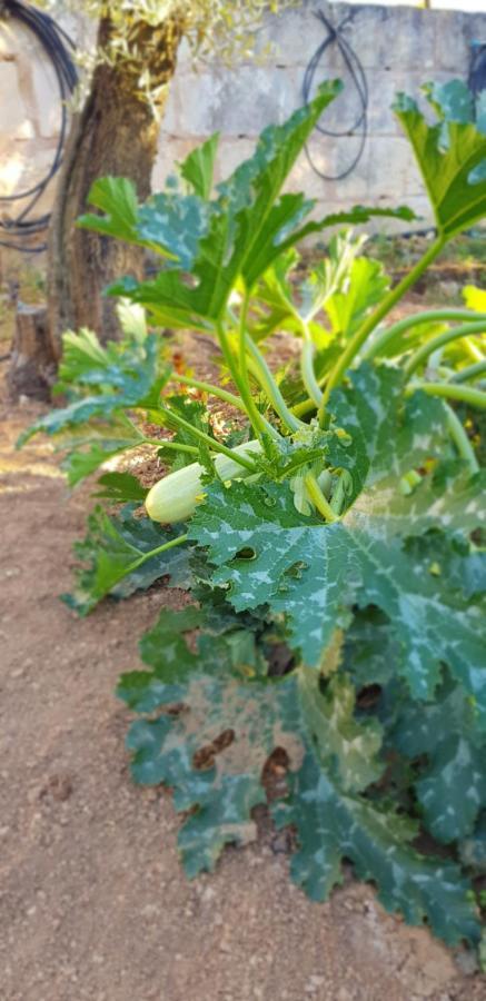 Finca Sa Cova De Mallorca 센세예스 외부 사진