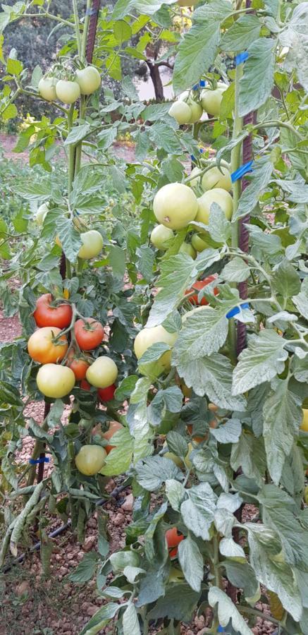 Finca Sa Cova De Mallorca 센세예스 외부 사진