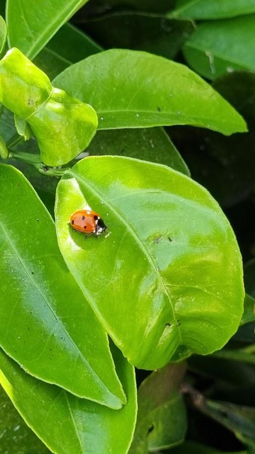 Finca Sa Cova De Mallorca 센세예스 외부 사진