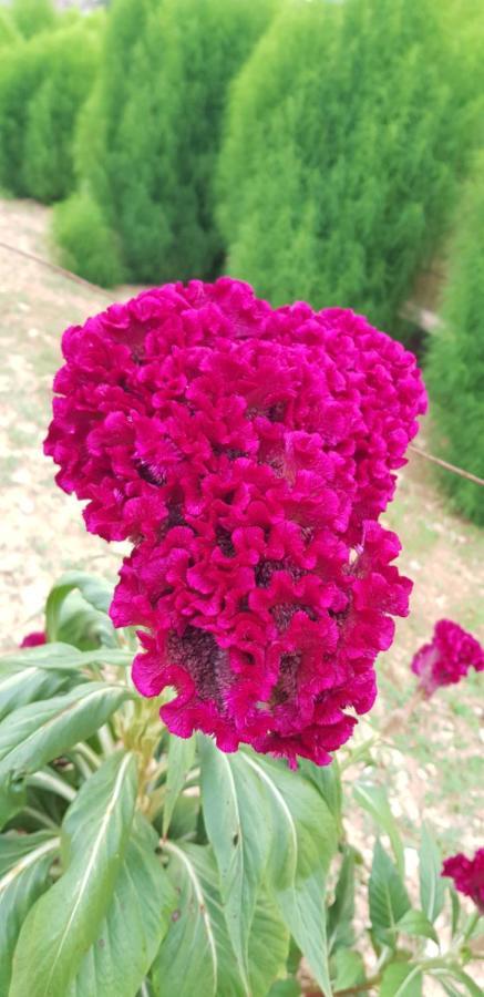 Finca Sa Cova De Mallorca 센세예스 외부 사진