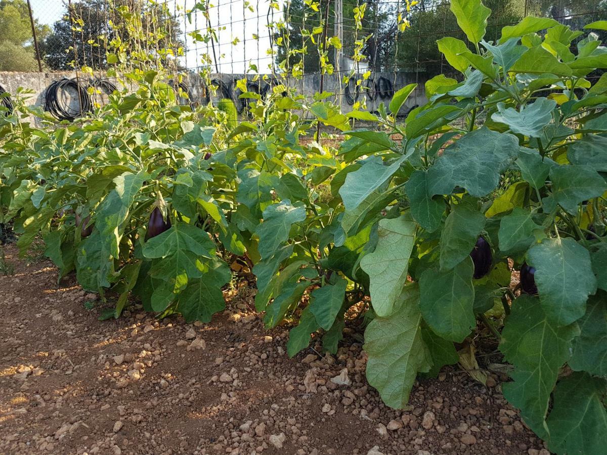 Finca Sa Cova De Mallorca 센세예스 외부 사진