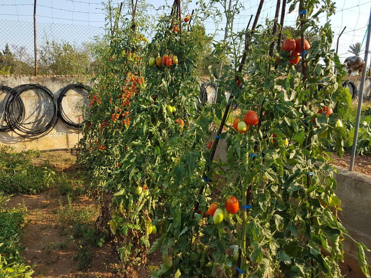 Finca Sa Cova De Mallorca 센세예스 외부 사진