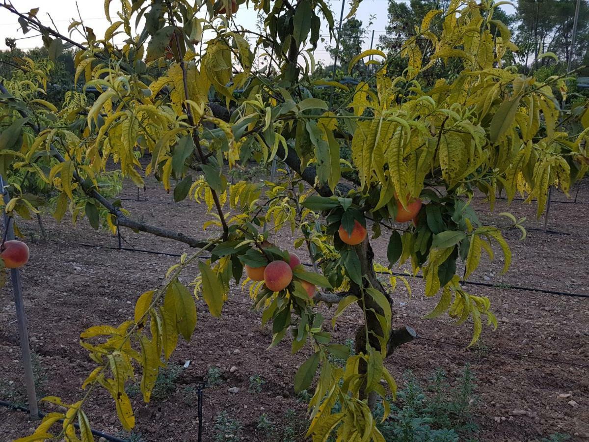Finca Sa Cova De Mallorca 센세예스 외부 사진