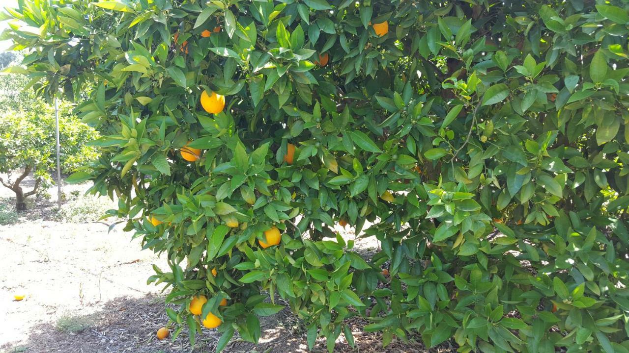 Finca Sa Cova De Mallorca 센세예스 외부 사진