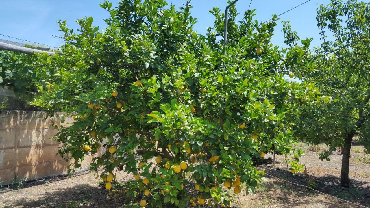 Finca Sa Cova De Mallorca 센세예스 외부 사진