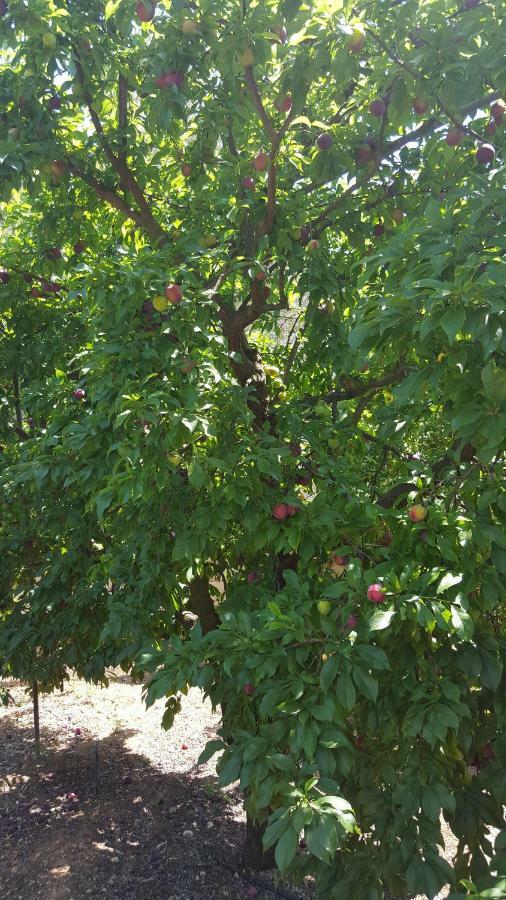 Finca Sa Cova De Mallorca 센세예스 외부 사진