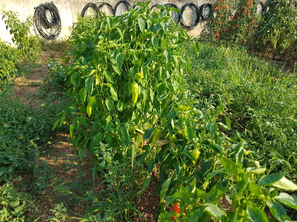 Finca Sa Cova De Mallorca 센세예스 외부 사진