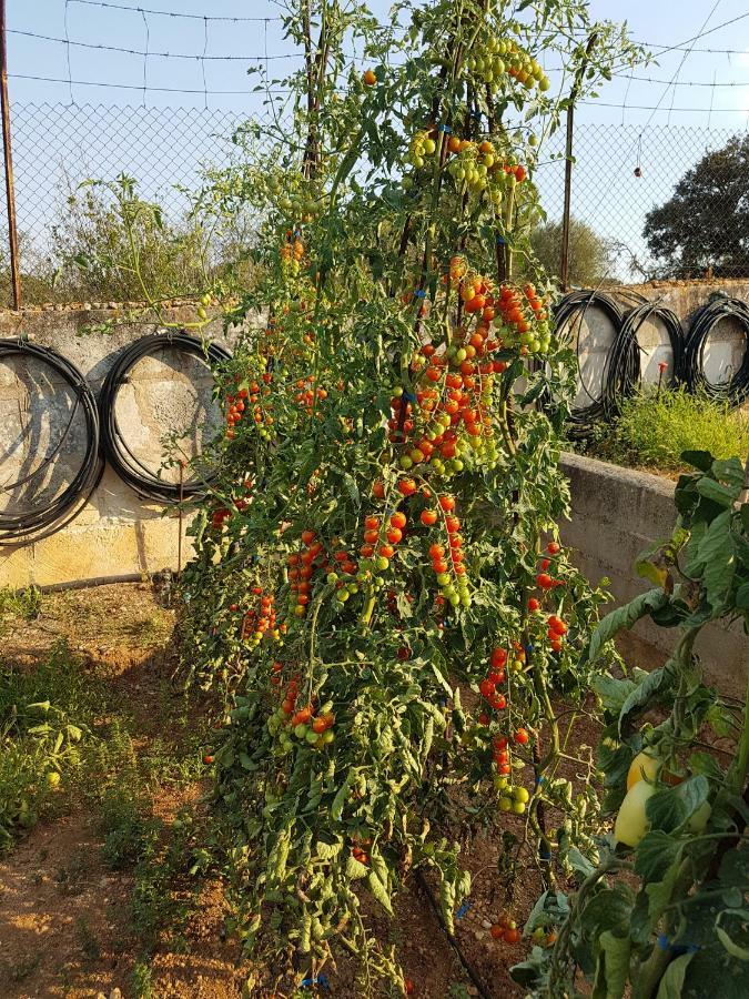 Finca Sa Cova De Mallorca 센세예스 외부 사진