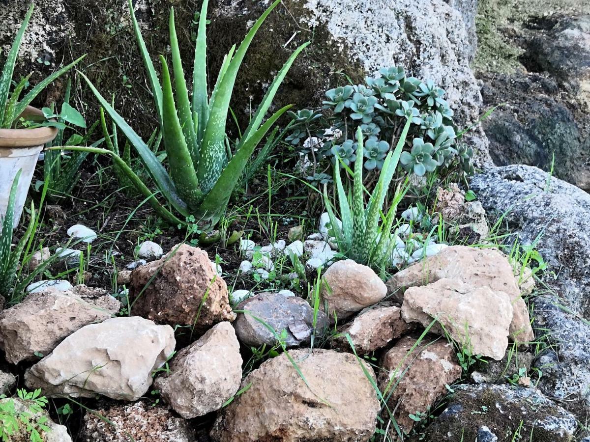 Finca Sa Cova De Mallorca 센세예스 외부 사진